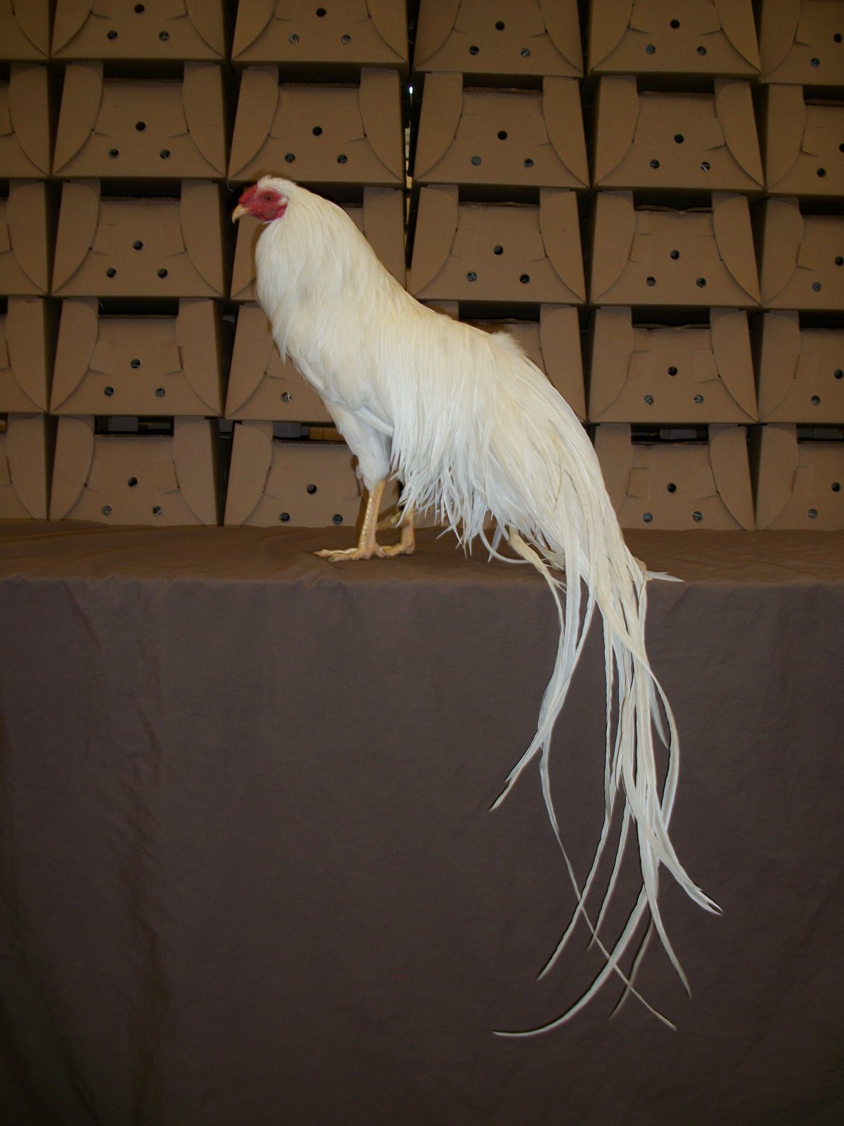 Виандот золотоокаймленный