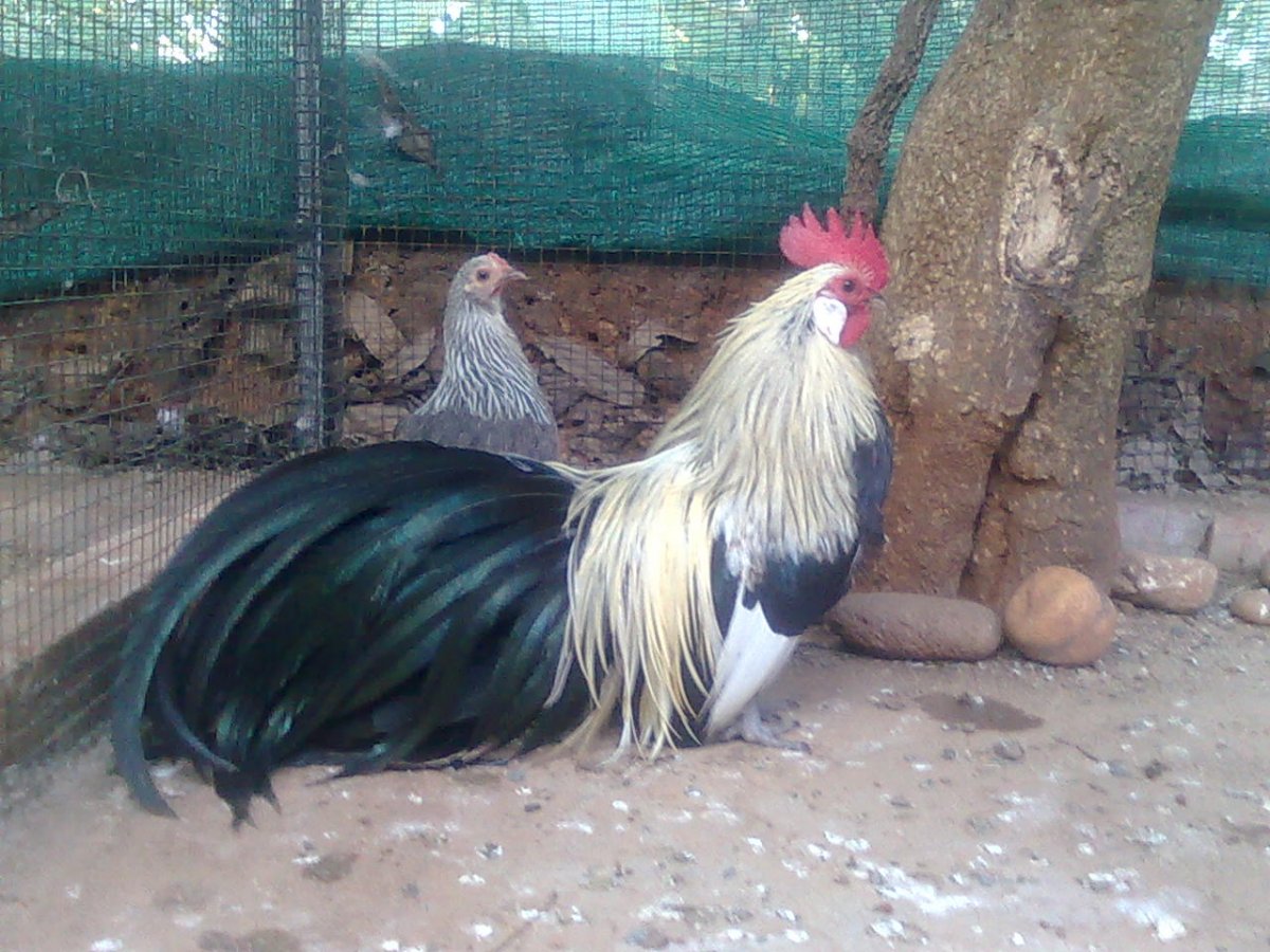 Выставка кур 2020