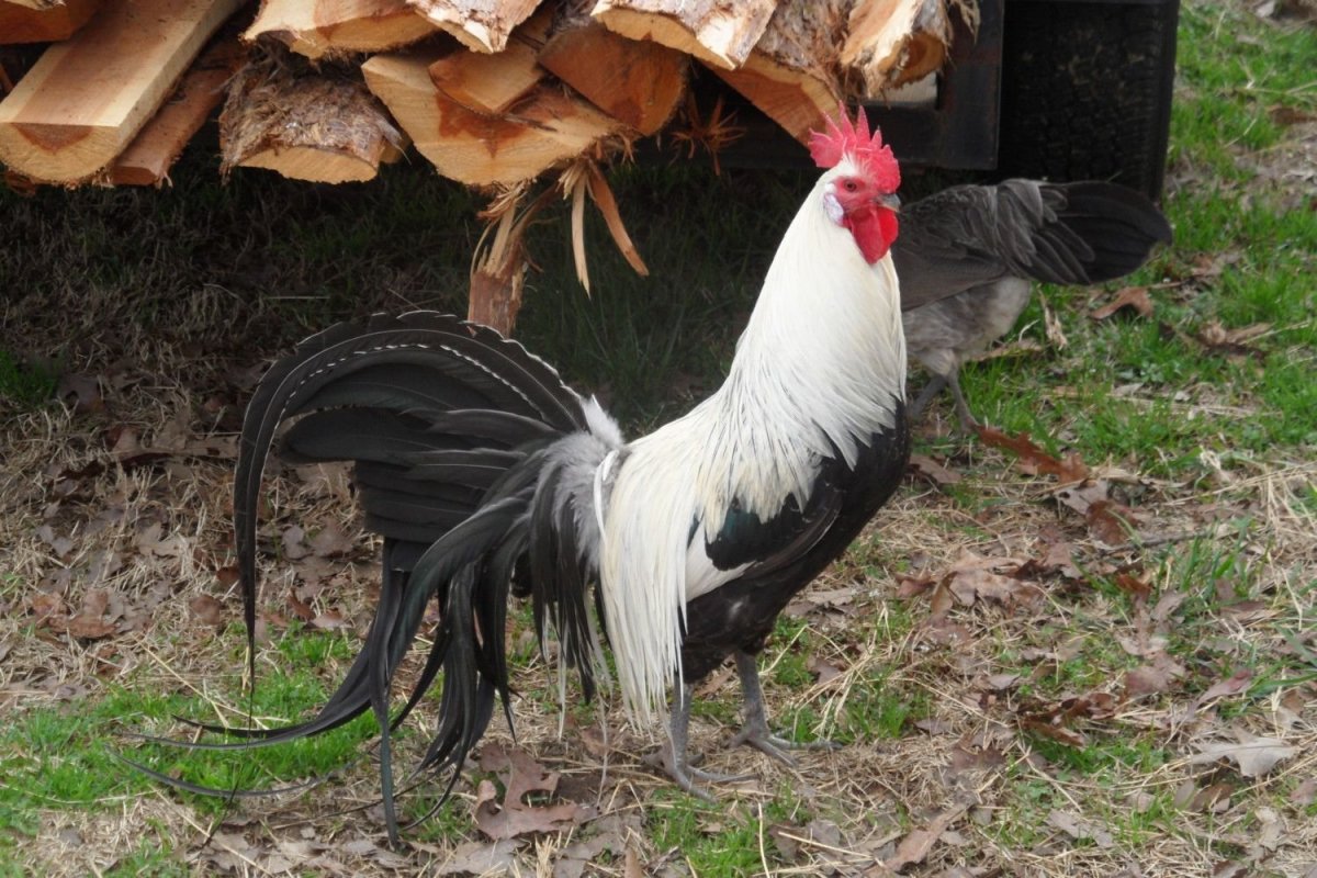 Петух породы Феникс