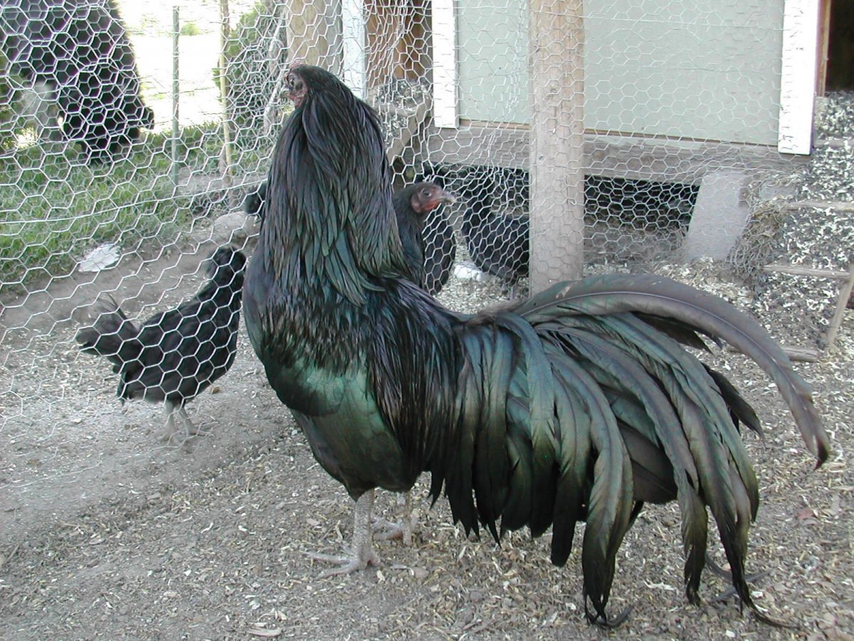 Перо петуха