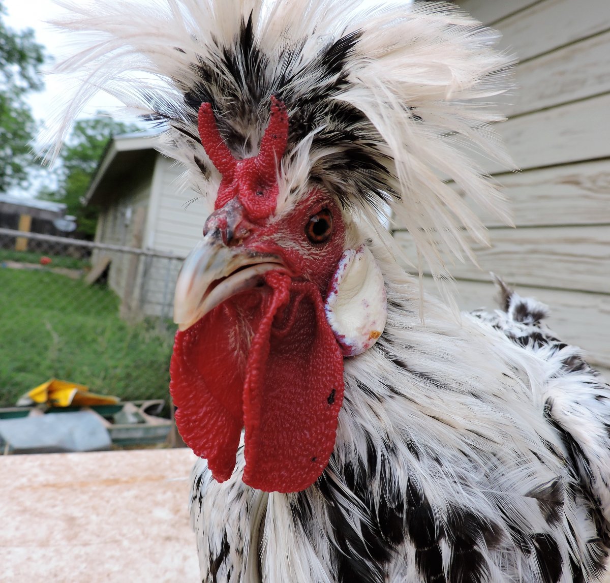 Японские курицы несушки