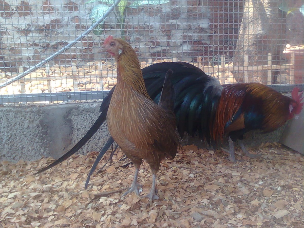 Петух породы Феникс