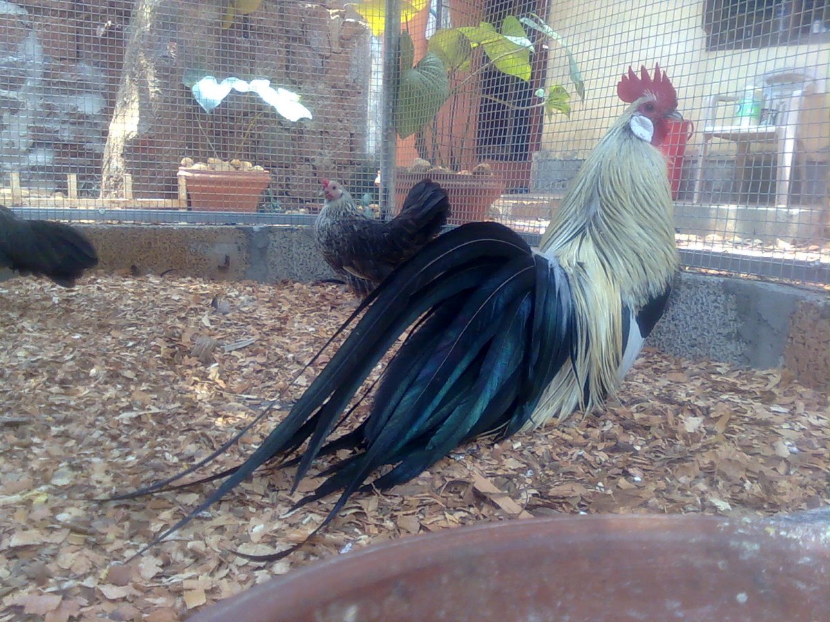 Курица с длинным хвостом