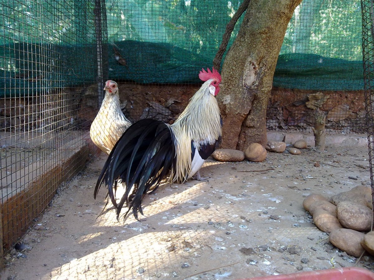 Куры породы Феникс