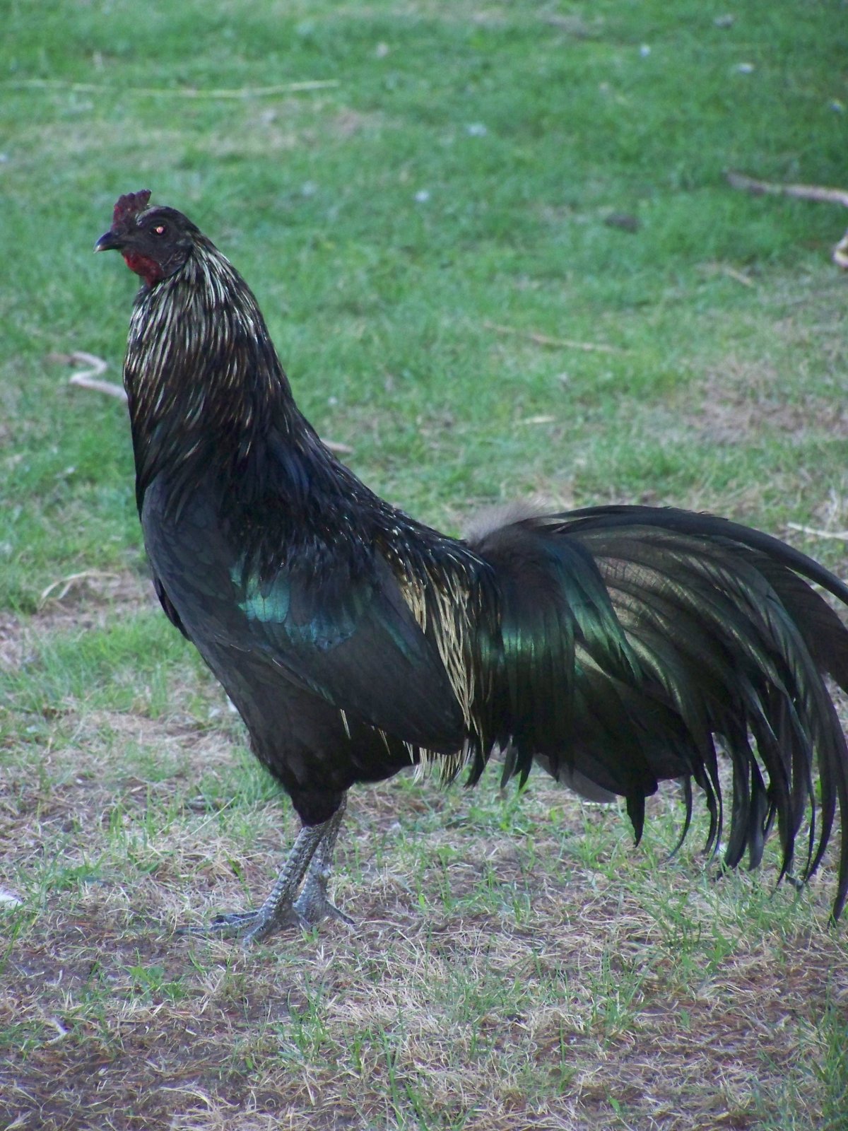 Bantam петух карликовый