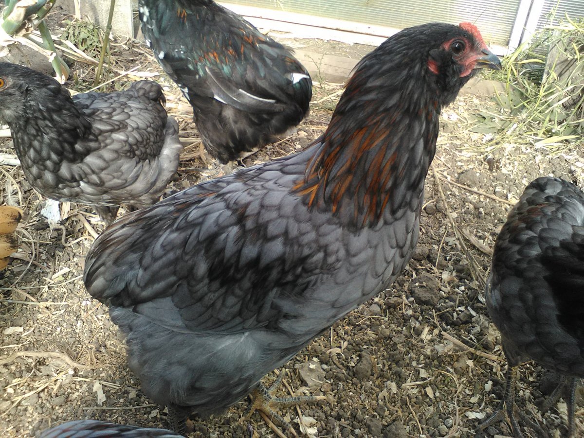 Цыплята Араукана