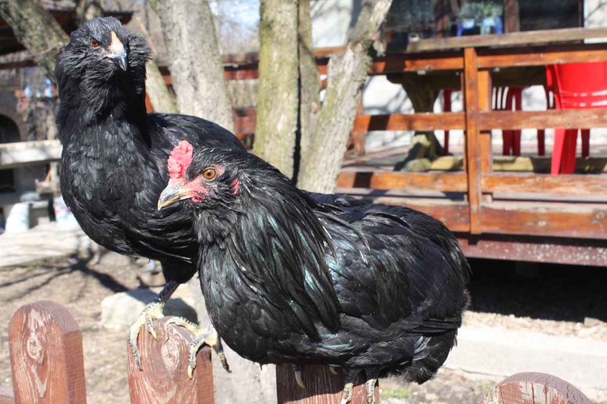 Араукана порода