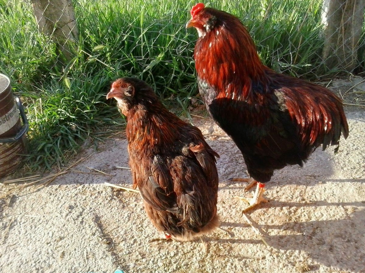 Араукана порода кур