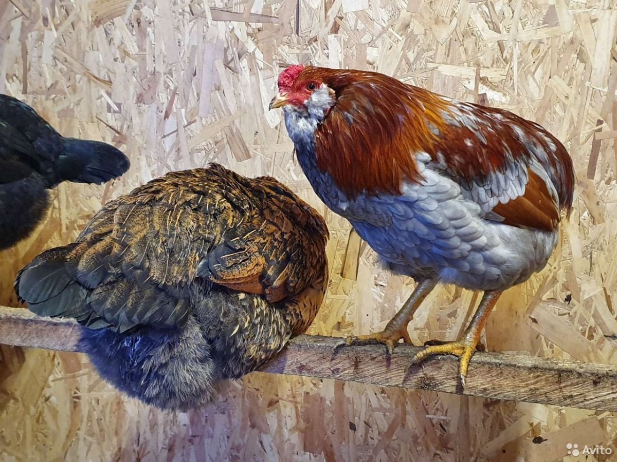 Чилийская порода Араукана