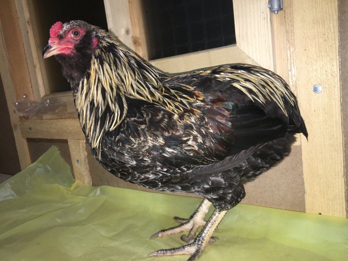 Цыплята Араукана