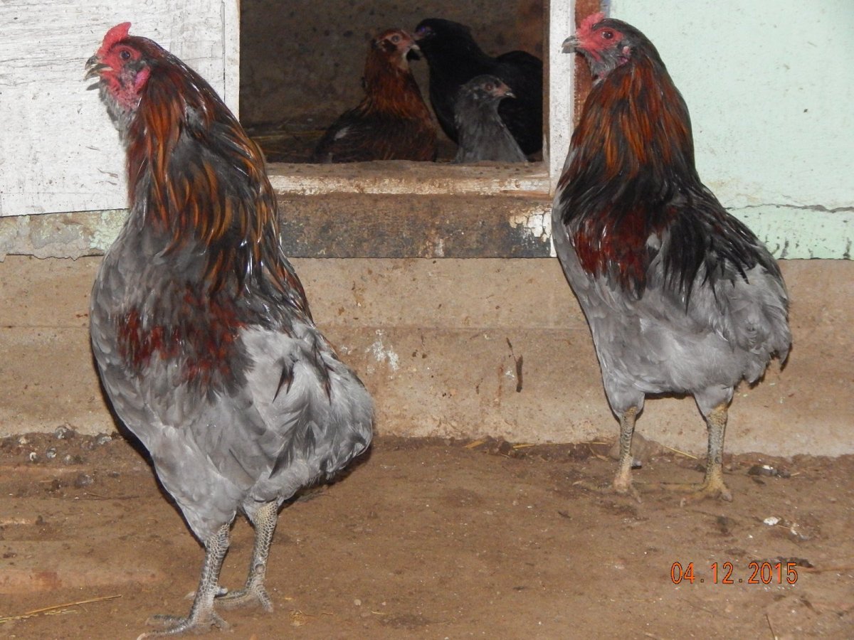 Куры Араукана яйца