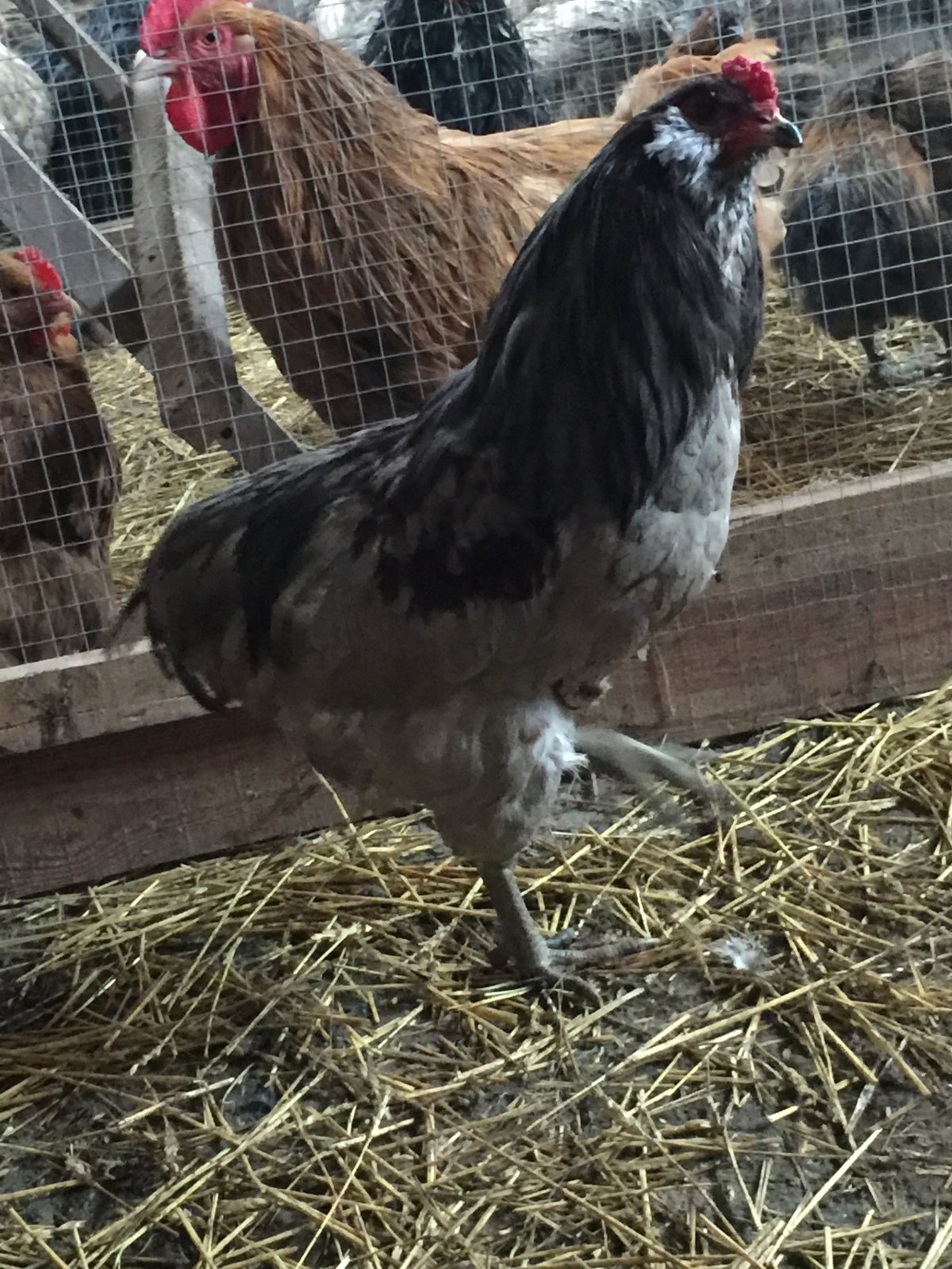 Араукана черная