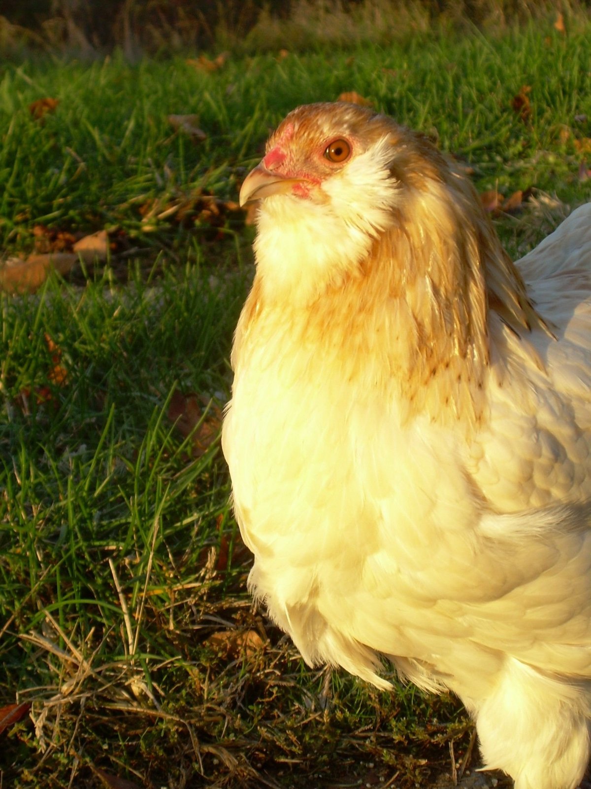 Араукана хвостатая