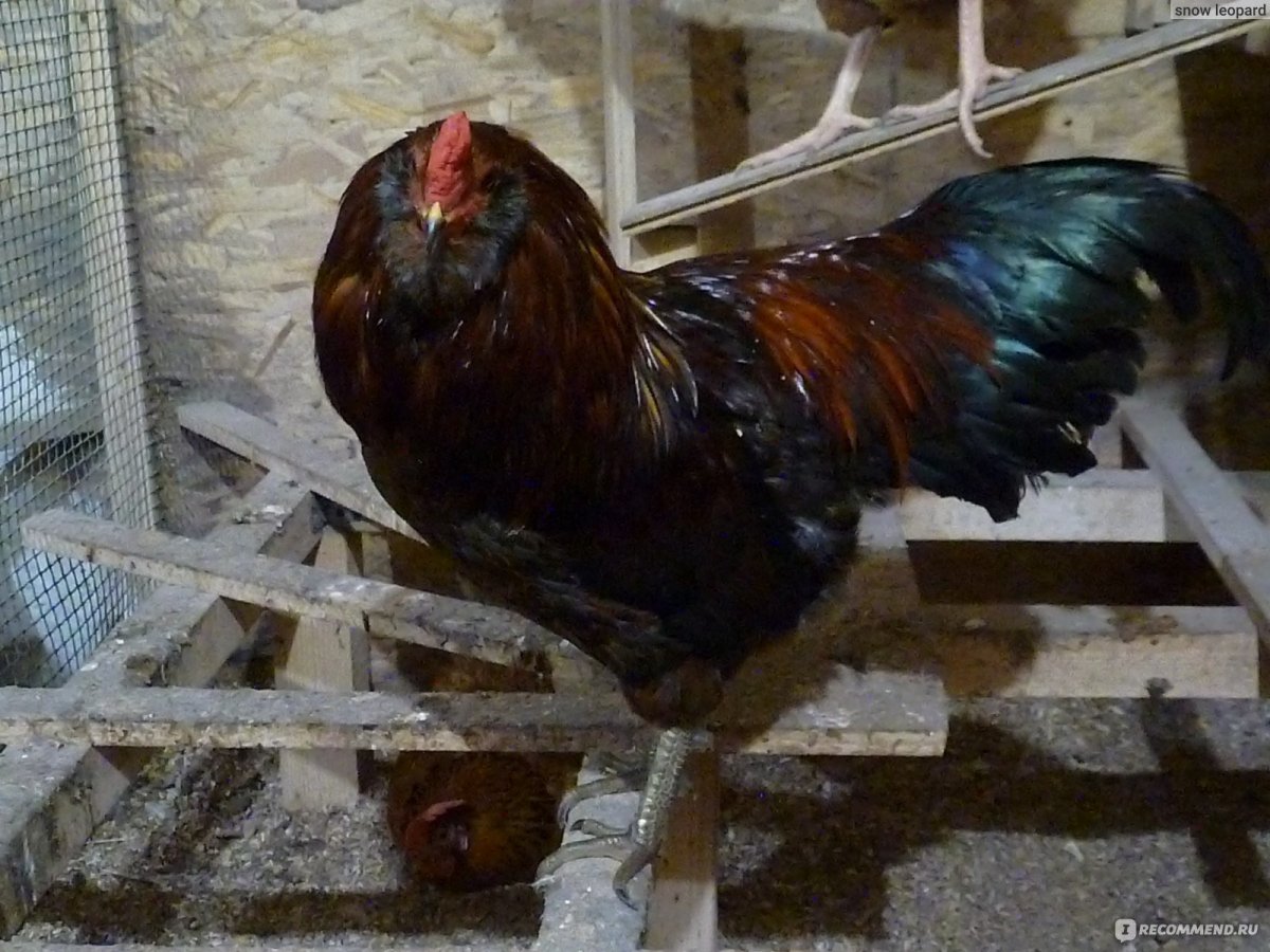 Петух Амераукана лавандовый