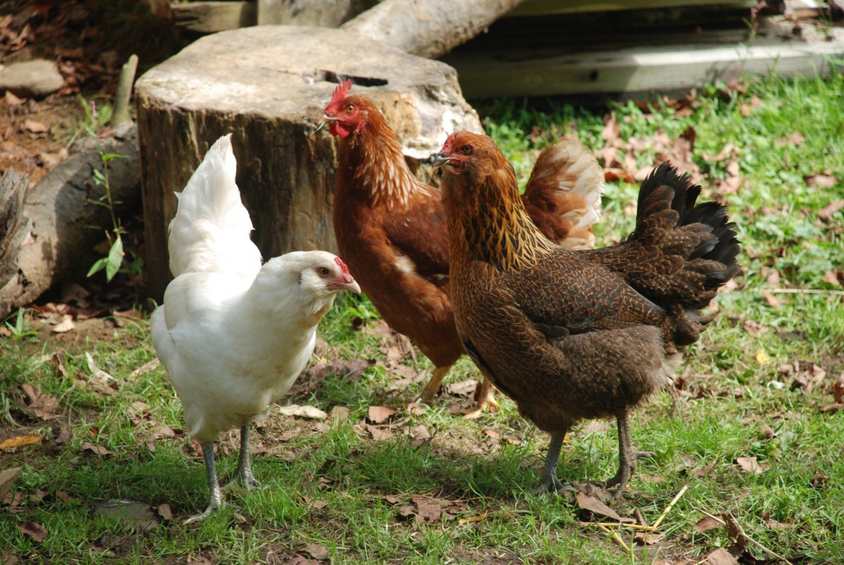 Куры Араукана