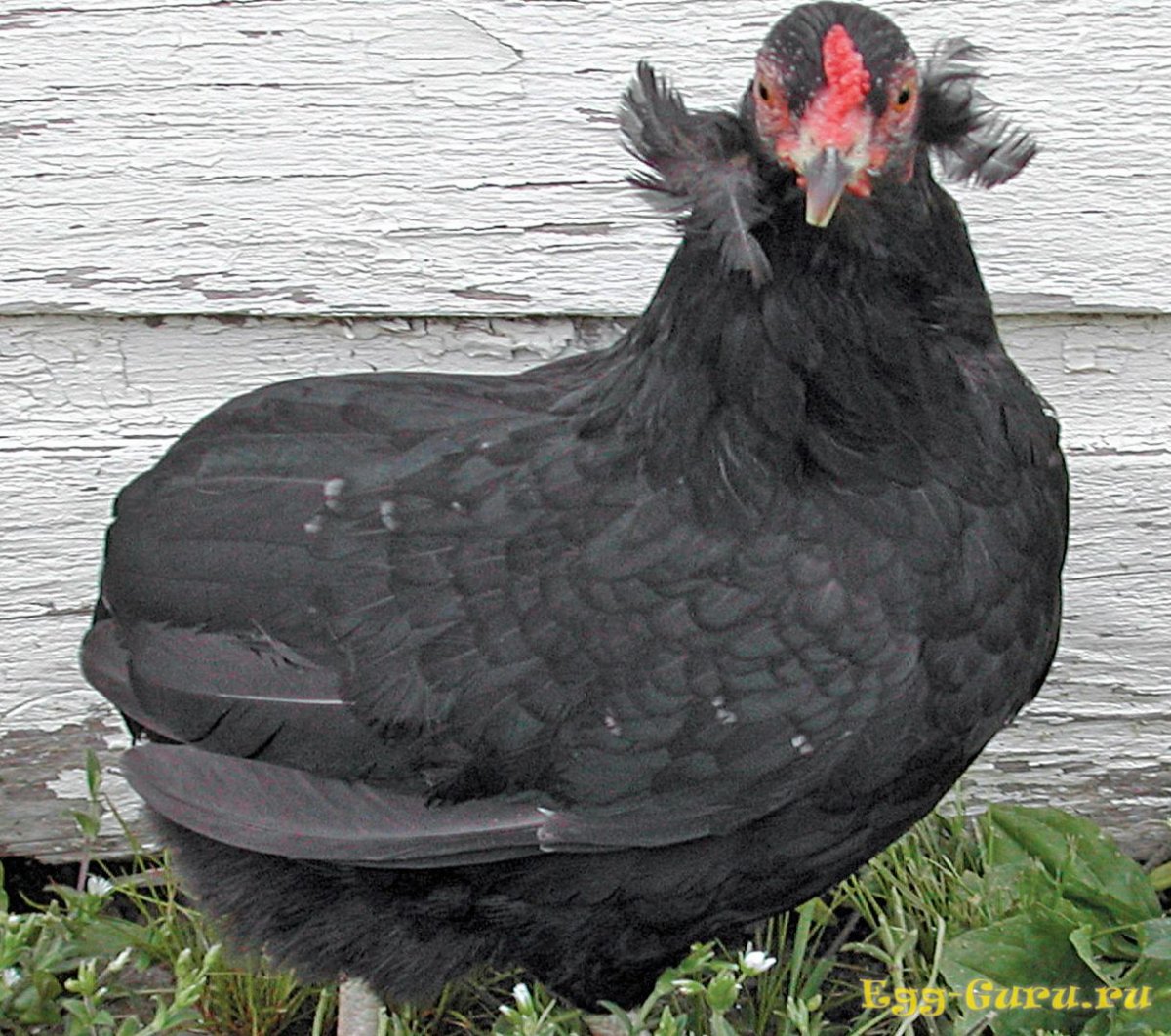 Куры Араукана