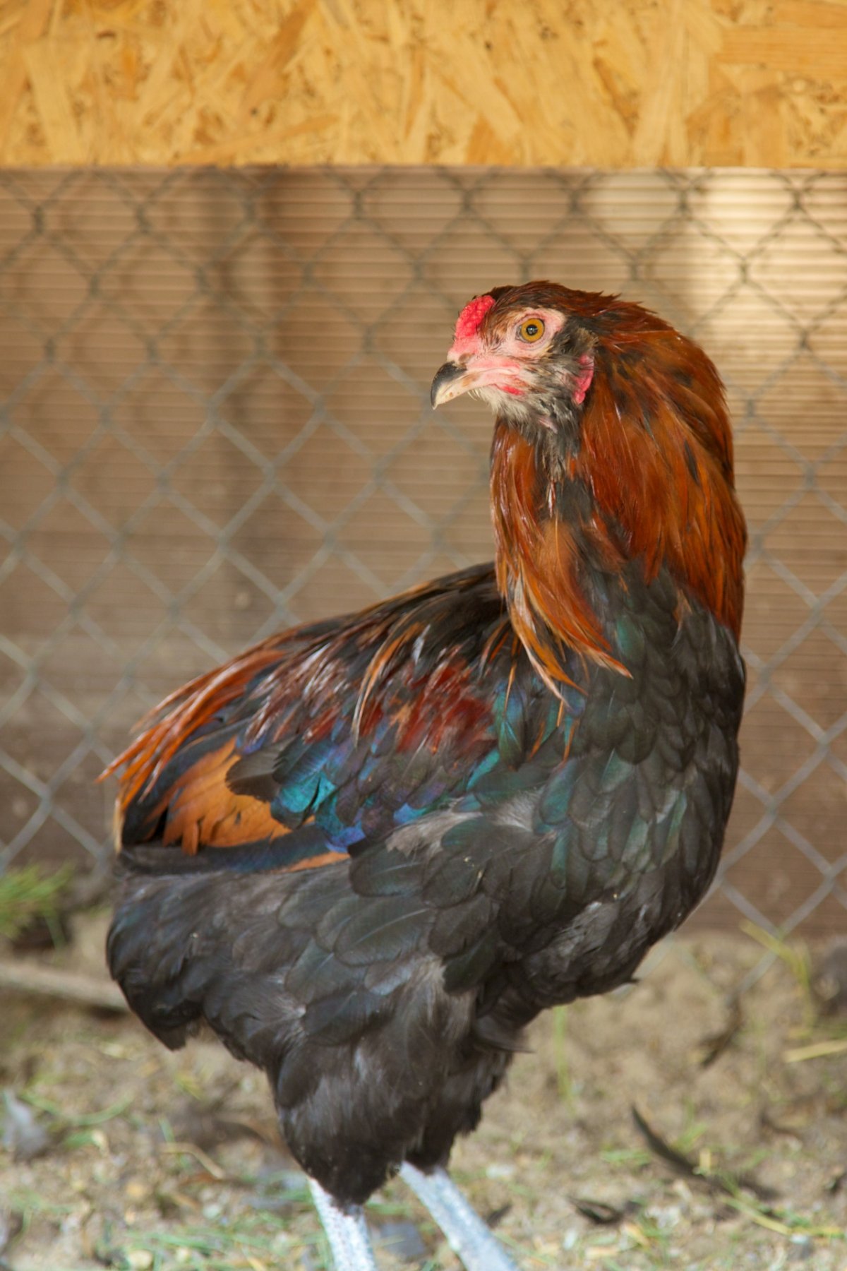 Петух Араукана