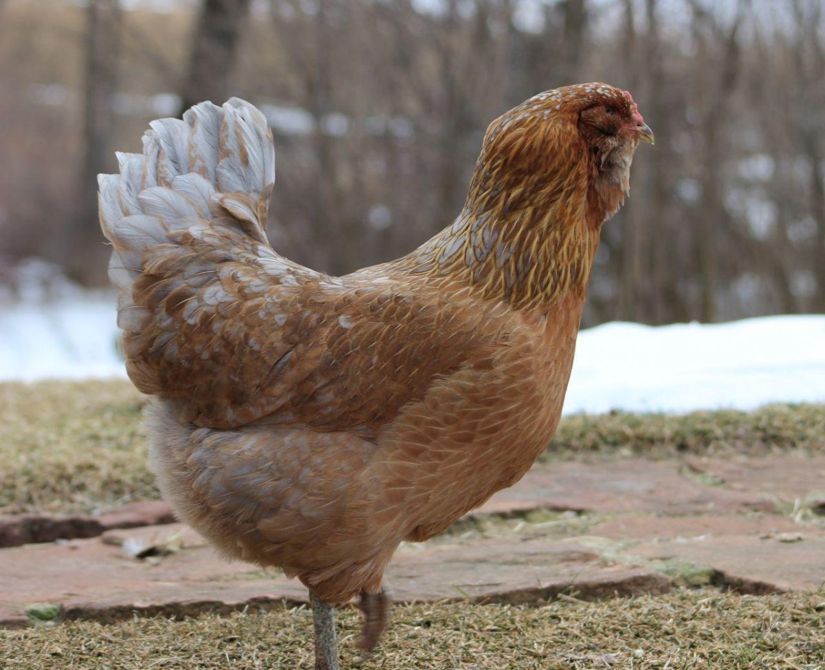 Петух породы Араукана
