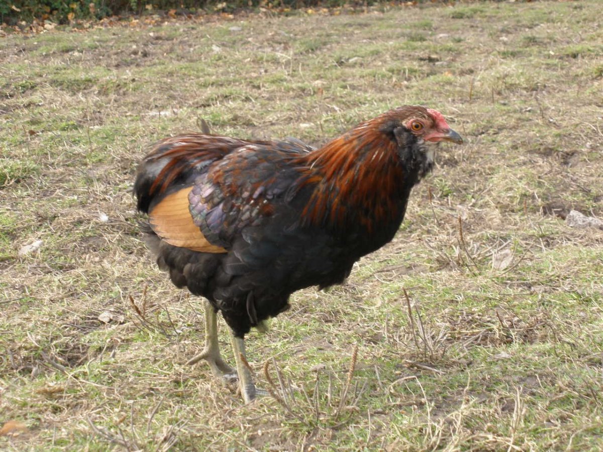 Арауканы порода