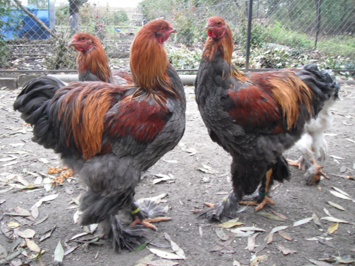 Петух породы Араукана