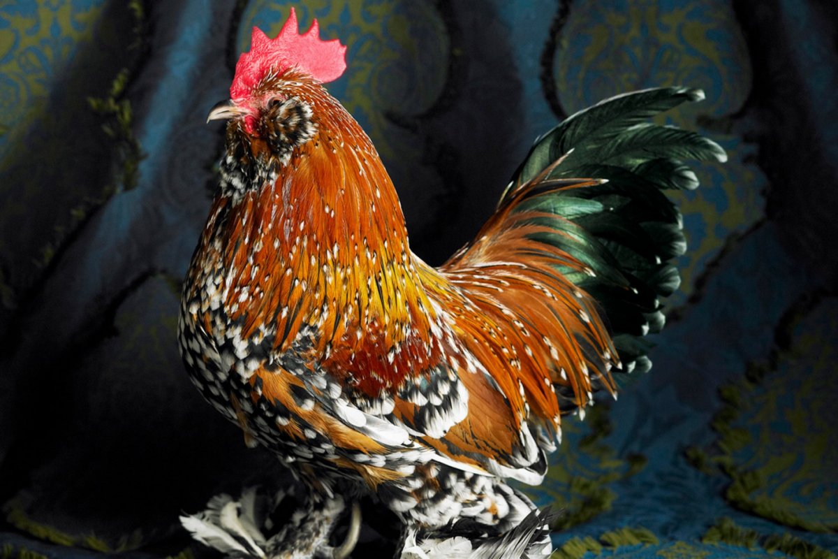 Амераукана порода яйца