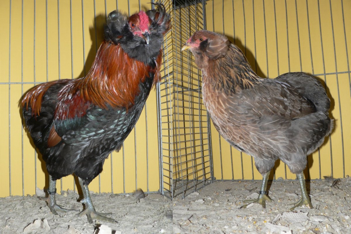 Голландские куры цветные