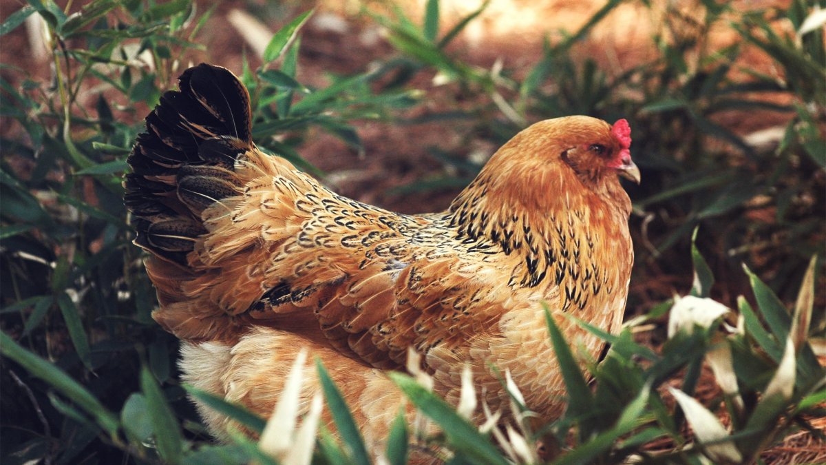 Кур Араукана