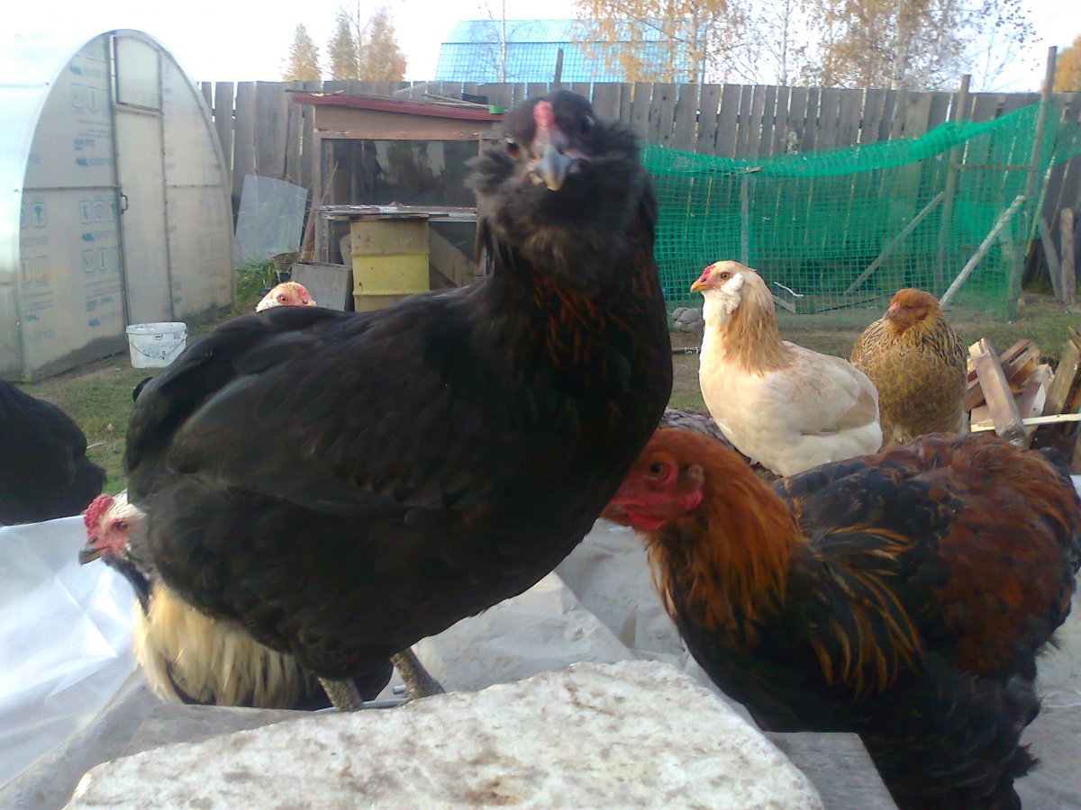 Барневельдер золотистый