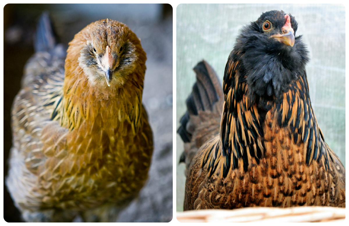 Амераукана куры и петухи