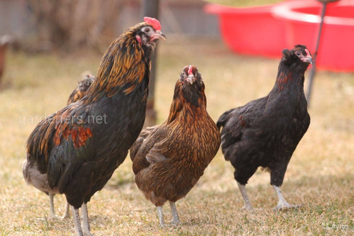 Брама Изабелла куропатчатая