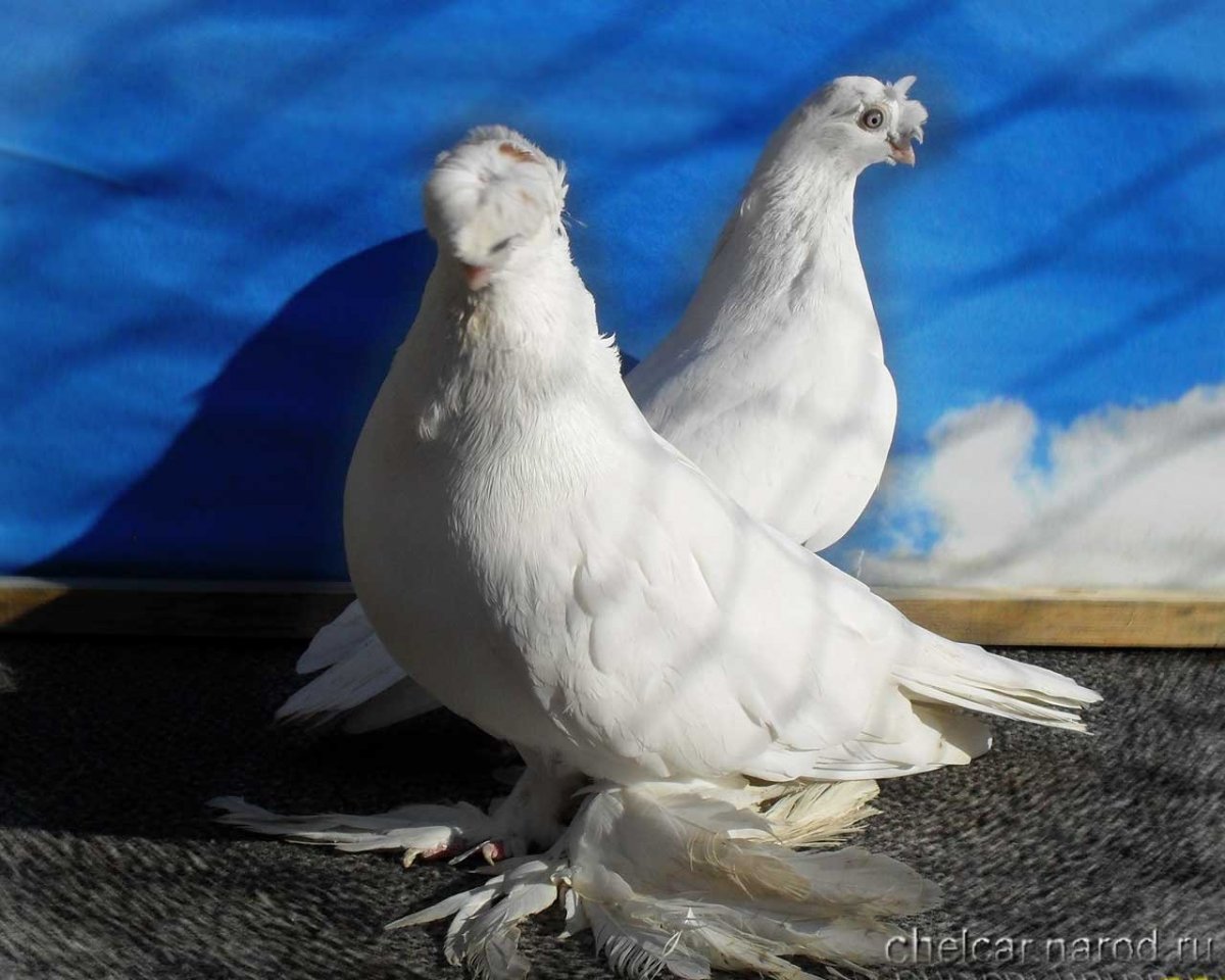 Узбекские двухчубые бойные голуби