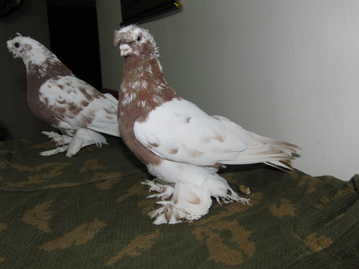 Узбекские двухчубые бойные голуби