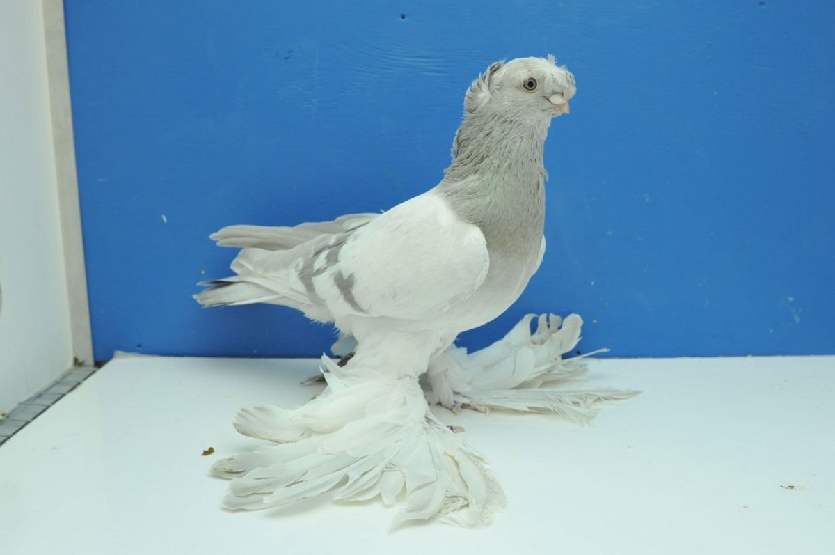Голуби узбекские двухчубые разведения