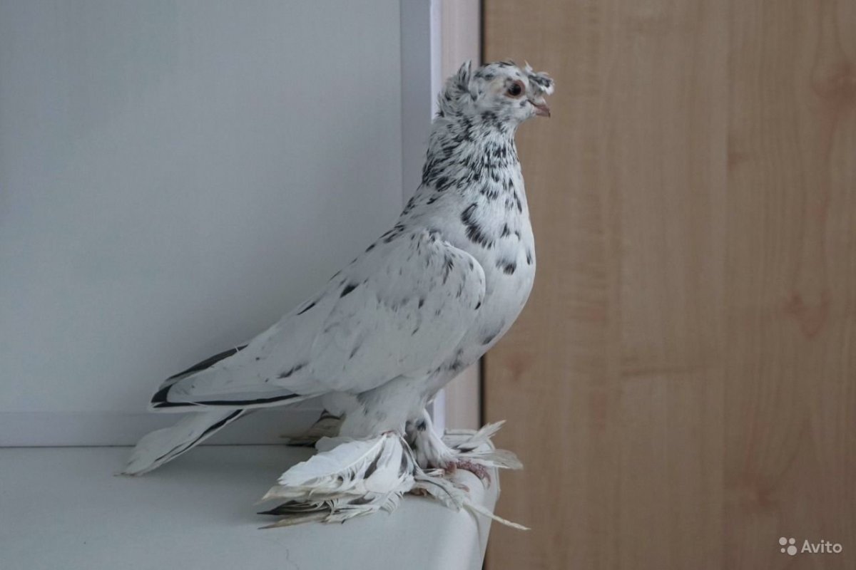 Бухарские бойные двухчубые голуби