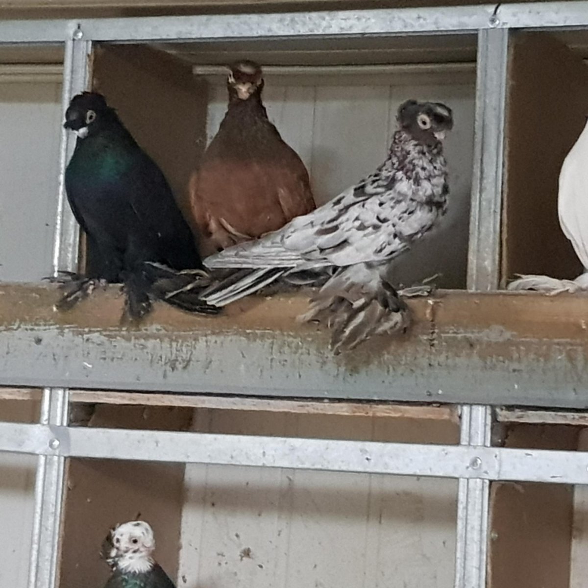 Голуби бойные узбеки