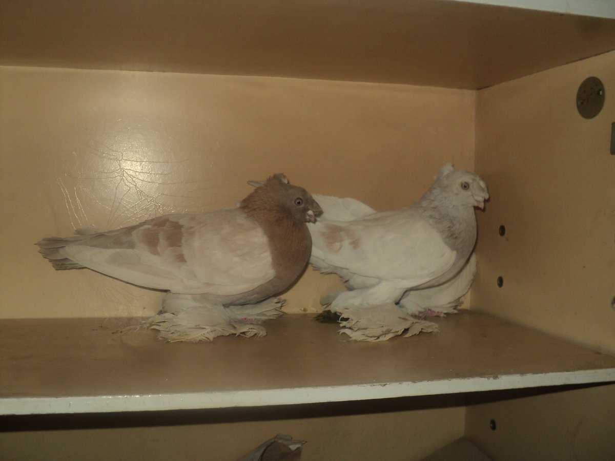 Бойные голуби Казахстана