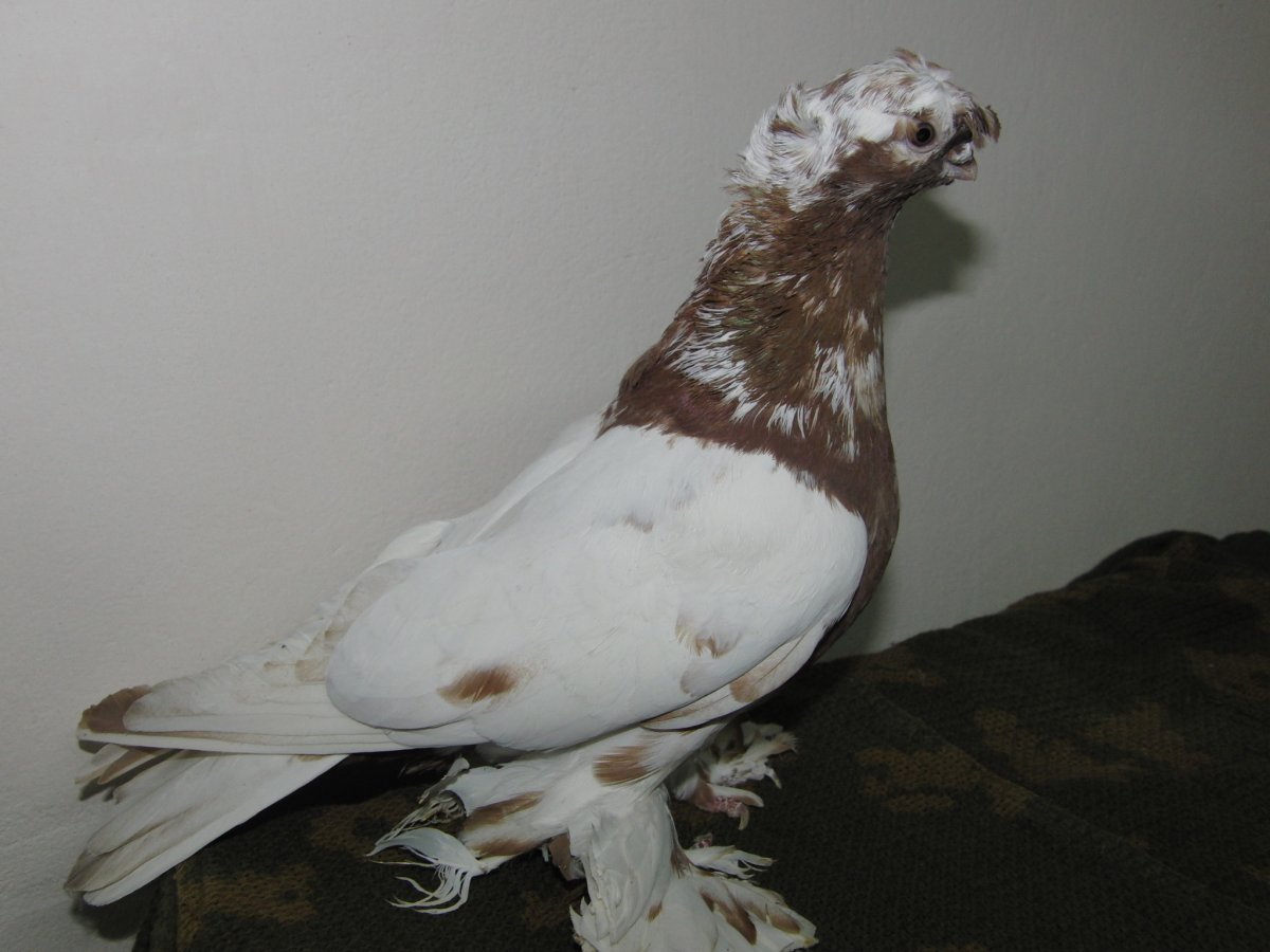 Породы узбекских голубей