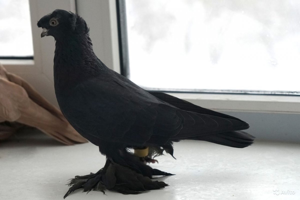 Двухчубые голуби Виктора Кучера