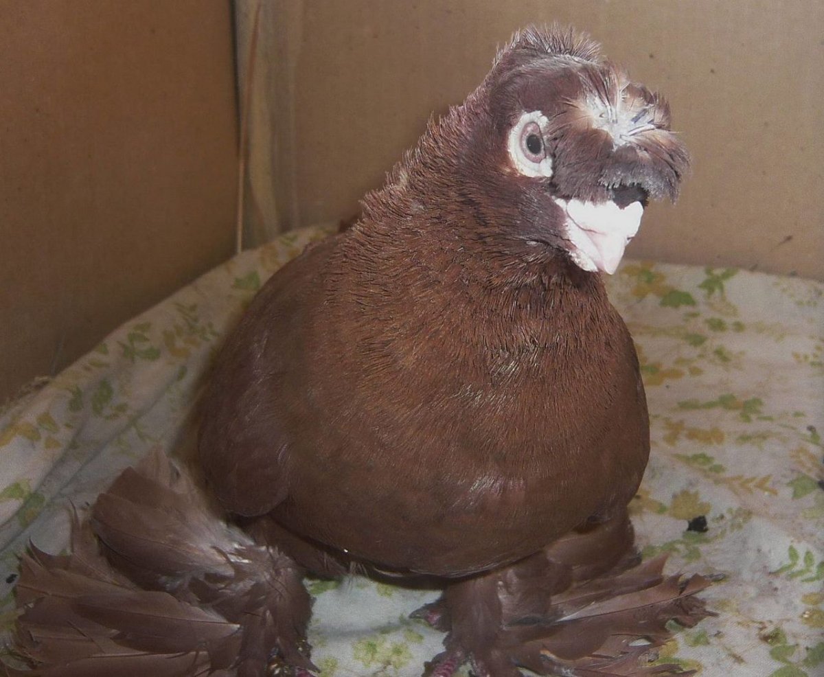 Голуби Павлины чубатые лохмоногие