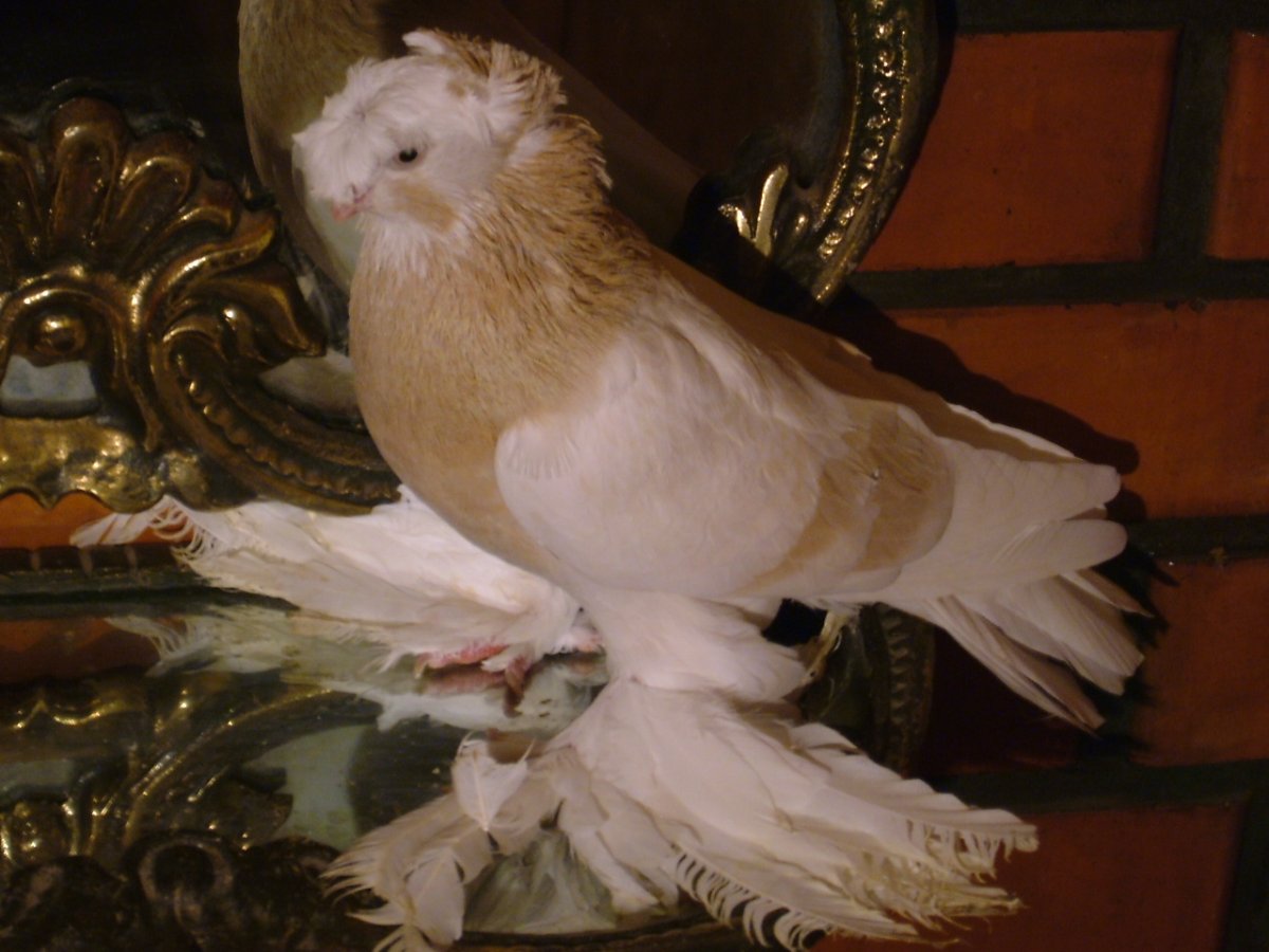 Голубь с лысой головой