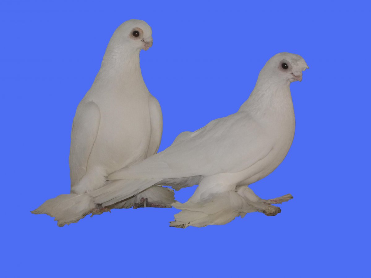 Голуби узбеки пепельные