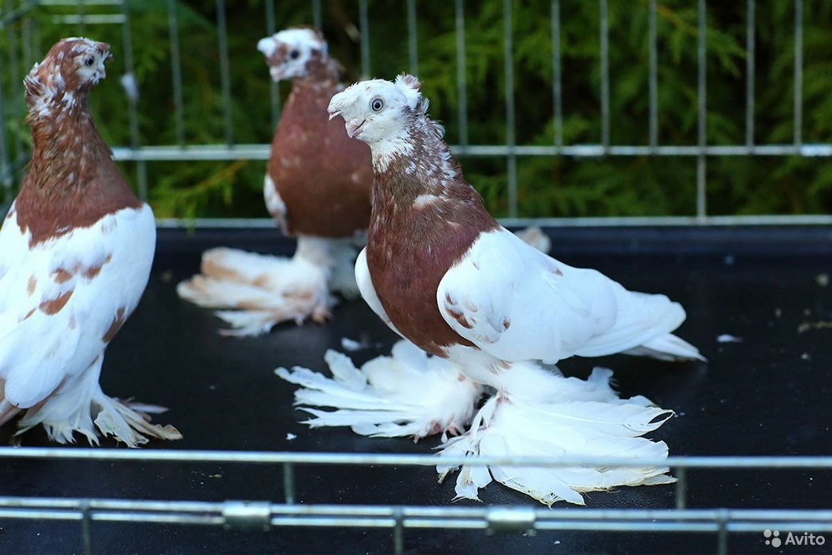 Узбекские двухчубые бойные голуби