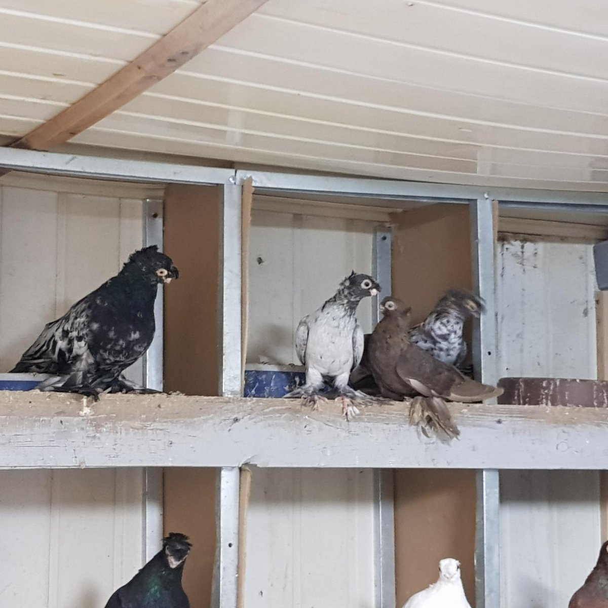 Узбекские двухчубые бойные голуби