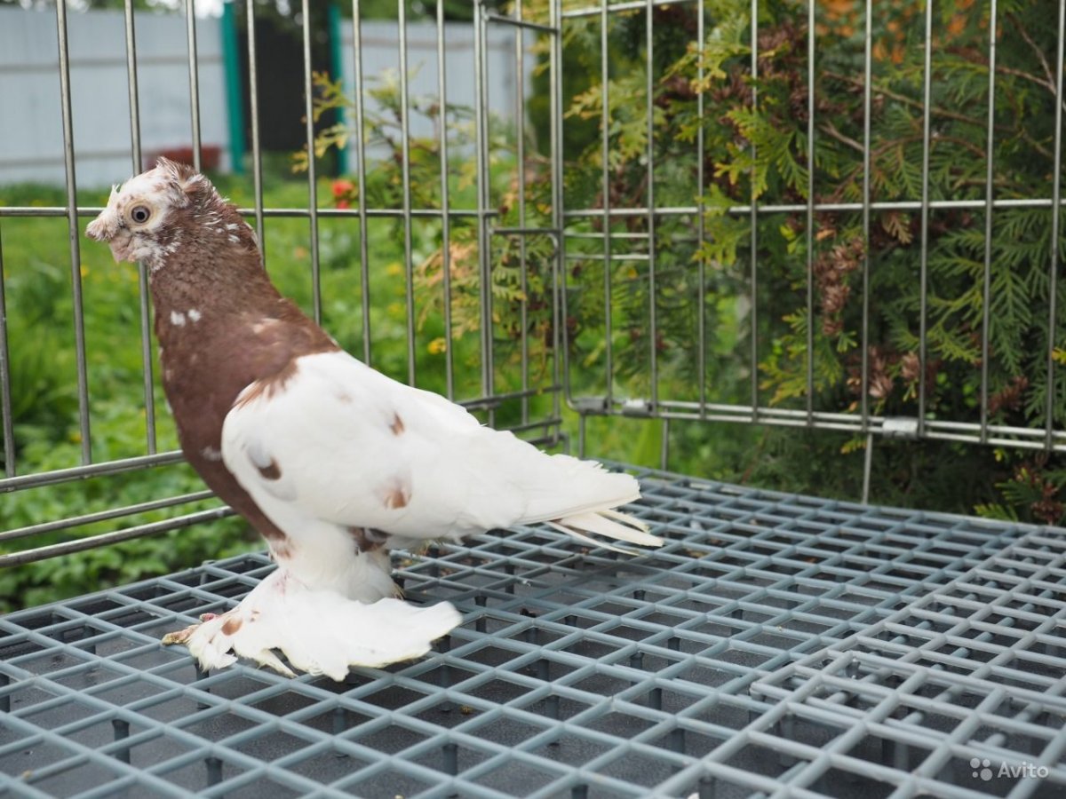 Узбекские бойные голуби капканы