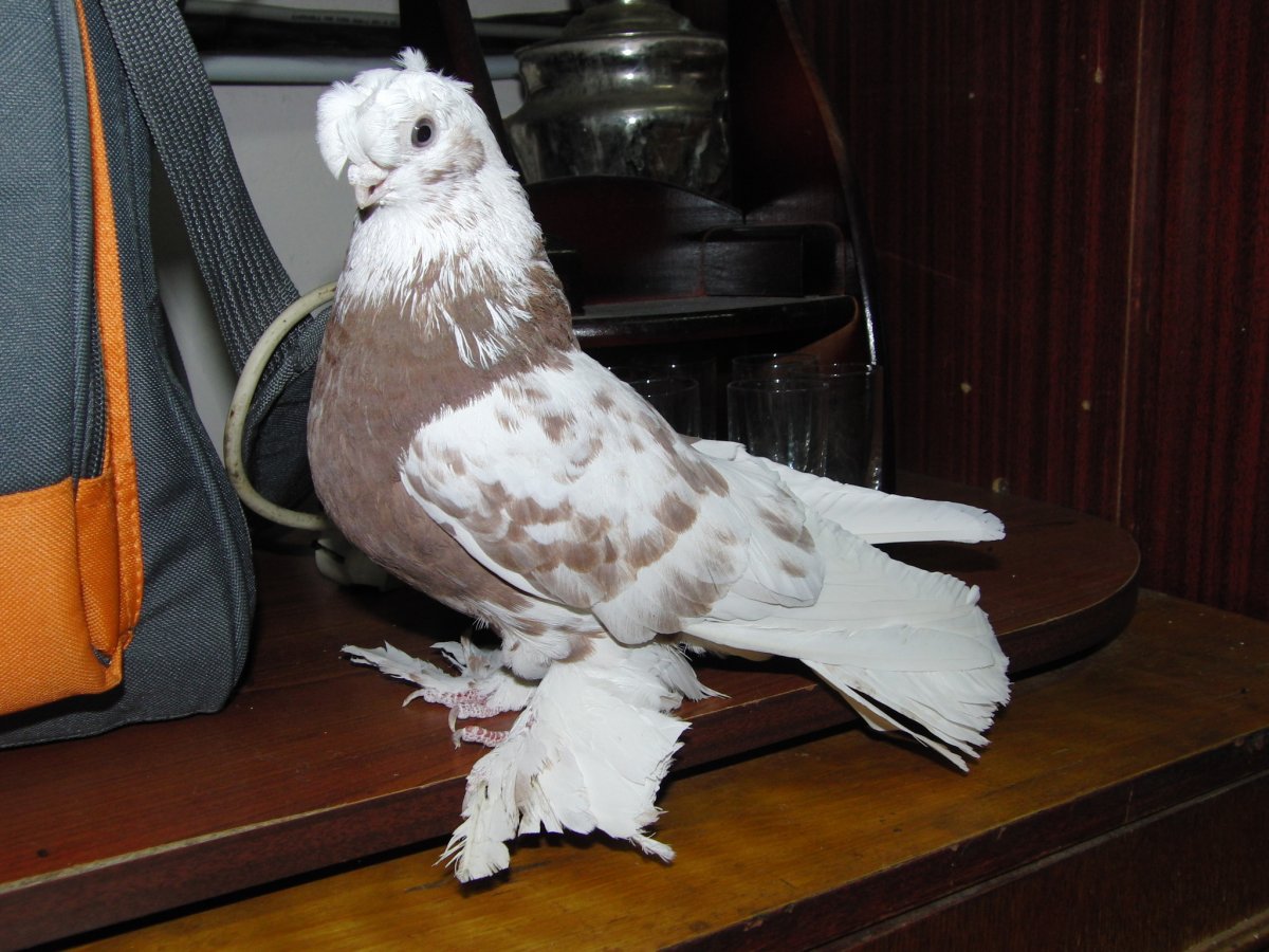 Голуби двухчубые лохмоногие