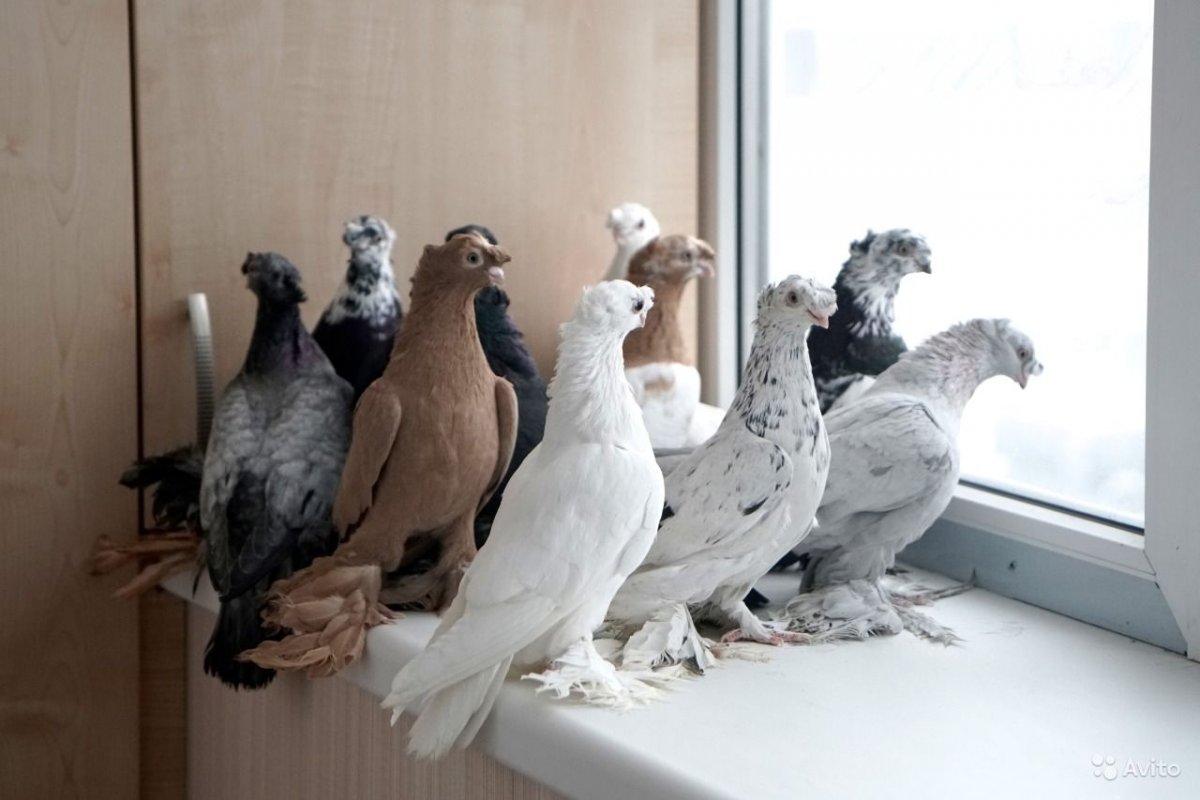 Узбекские двухчубые бойные голуби