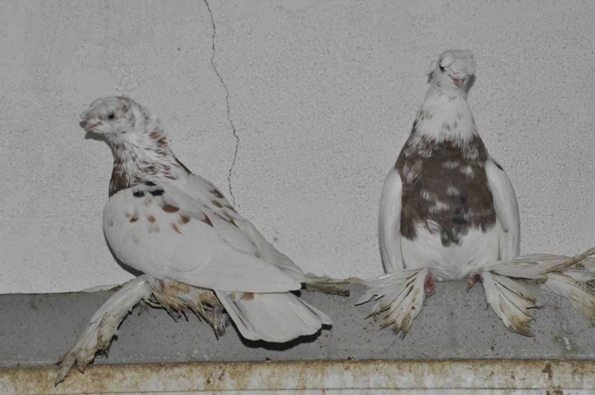 Узбекская декоративная порода голубей