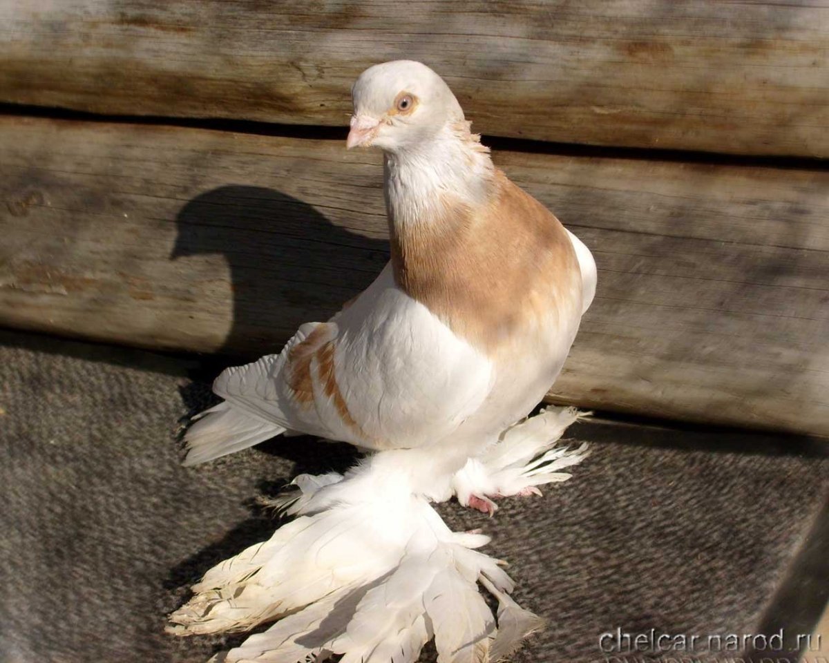 Породы бойных голубей