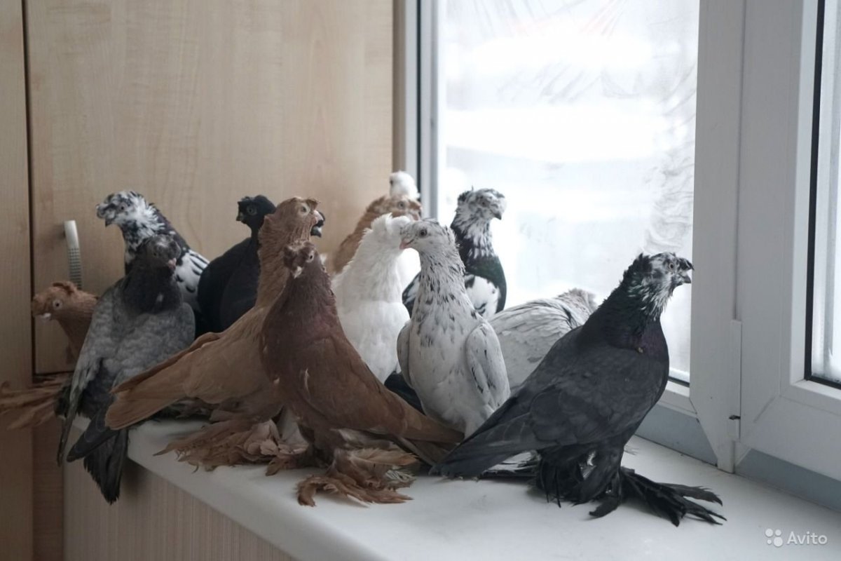 Голуби узбекские двухчубые Сочи
