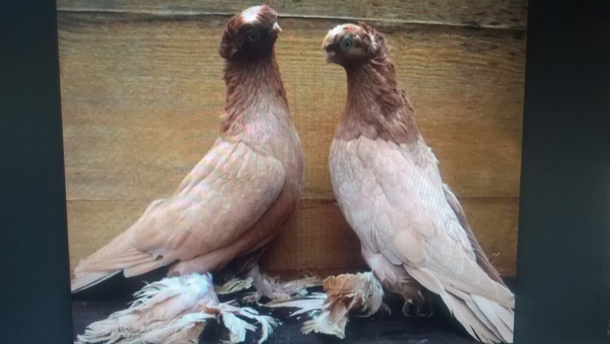 Узбекские голуби носочубые